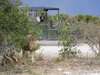 Villa Mushara - Game Drive 